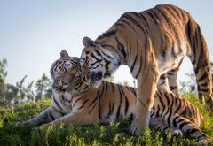 Cuddling.tigers.