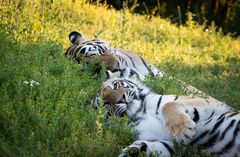 Cuddly.tigers.