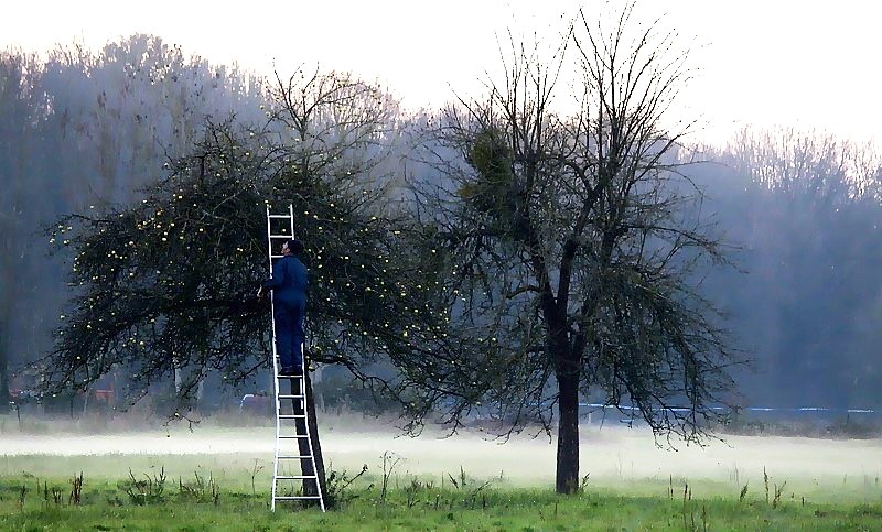 cueillette de pommes un soir en Somme...