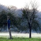 cueillette de pommes un soir en Somme...