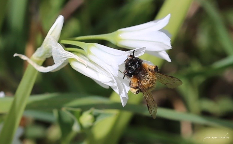 cueillette sur pollen