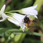 cueillette sur pollen