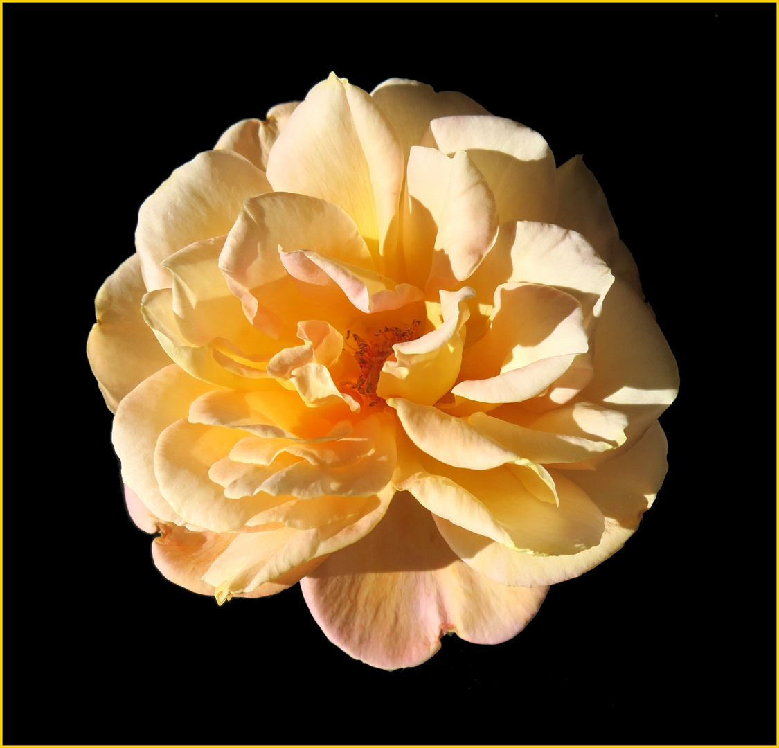 cueillie ce matin .... photo et image | fleurs, roses, nature Images ...