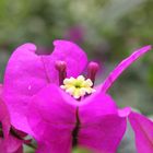 CUERNOS DE CARACOL EN FLOR