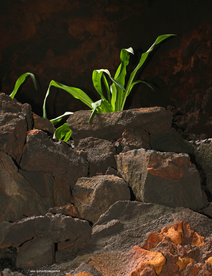 CUEVA DE LOS VERDES