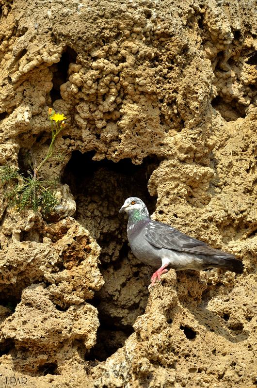 CUEVA PALOMA