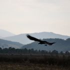 Cuevo en vuelo, en la Meseta Purhépecha