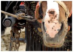 cuidado de su caballo !!!!!!!!