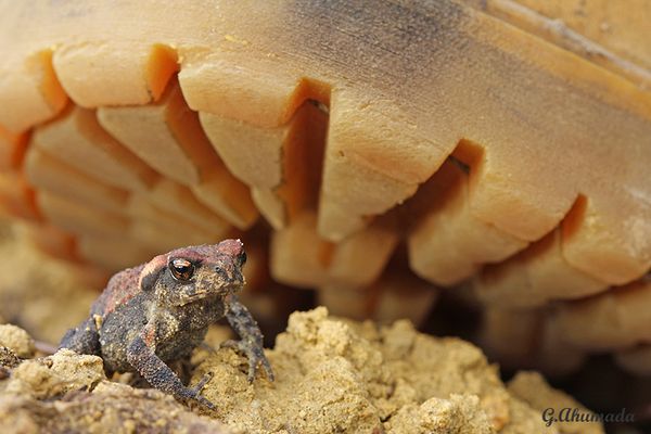 Cuidado donde pisas...