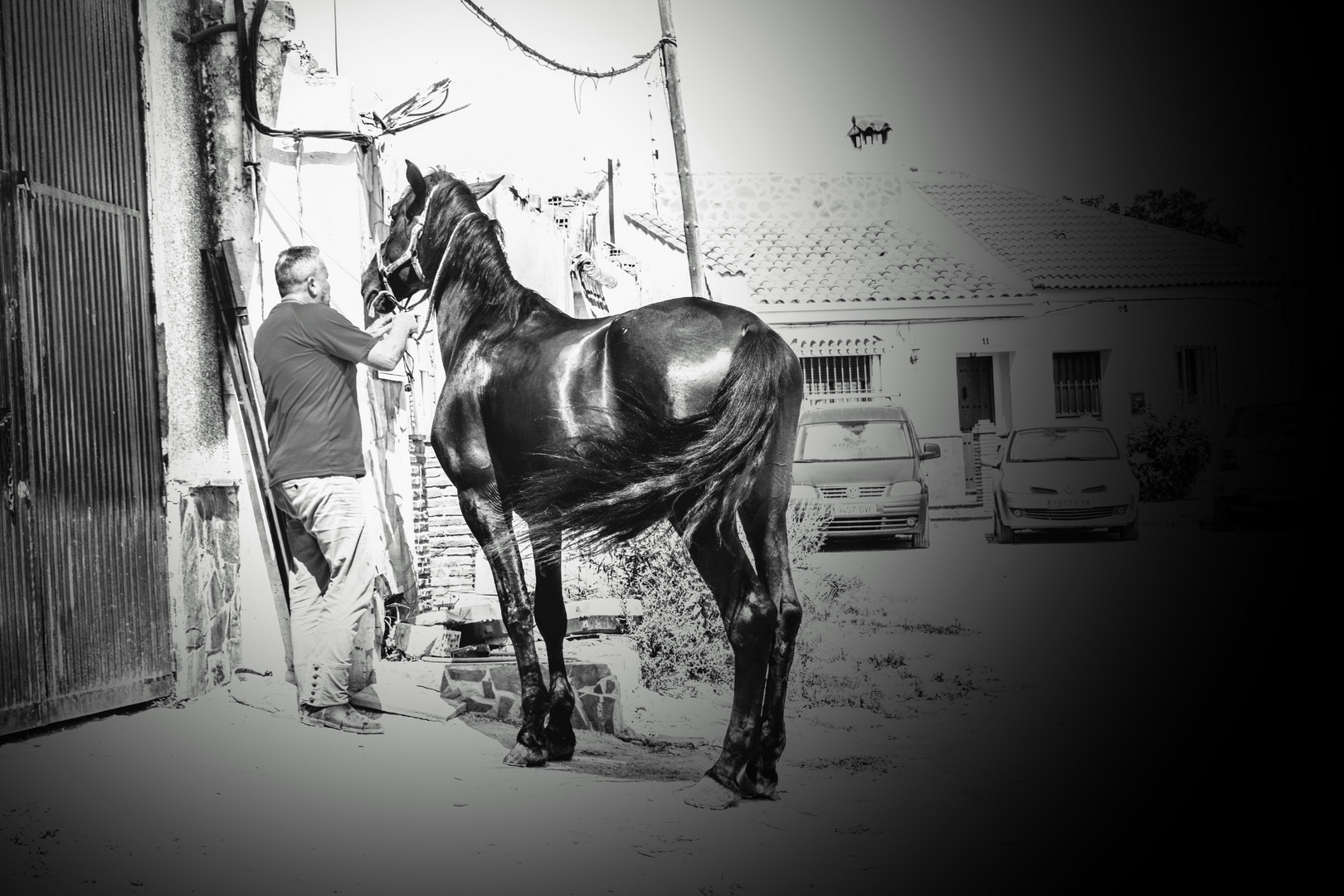 cuidando el caballo