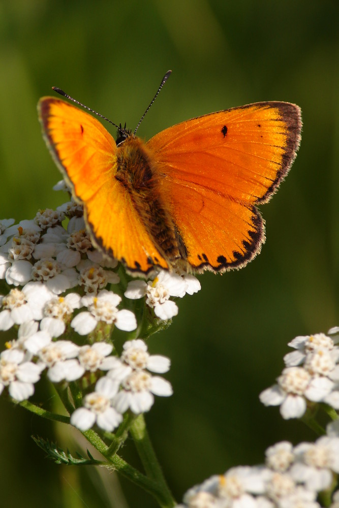 cuivré de la verge d'or male