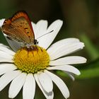 Cuivré de la verge d'or sur marguerite