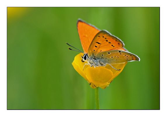 Cuivré des Marais (2)