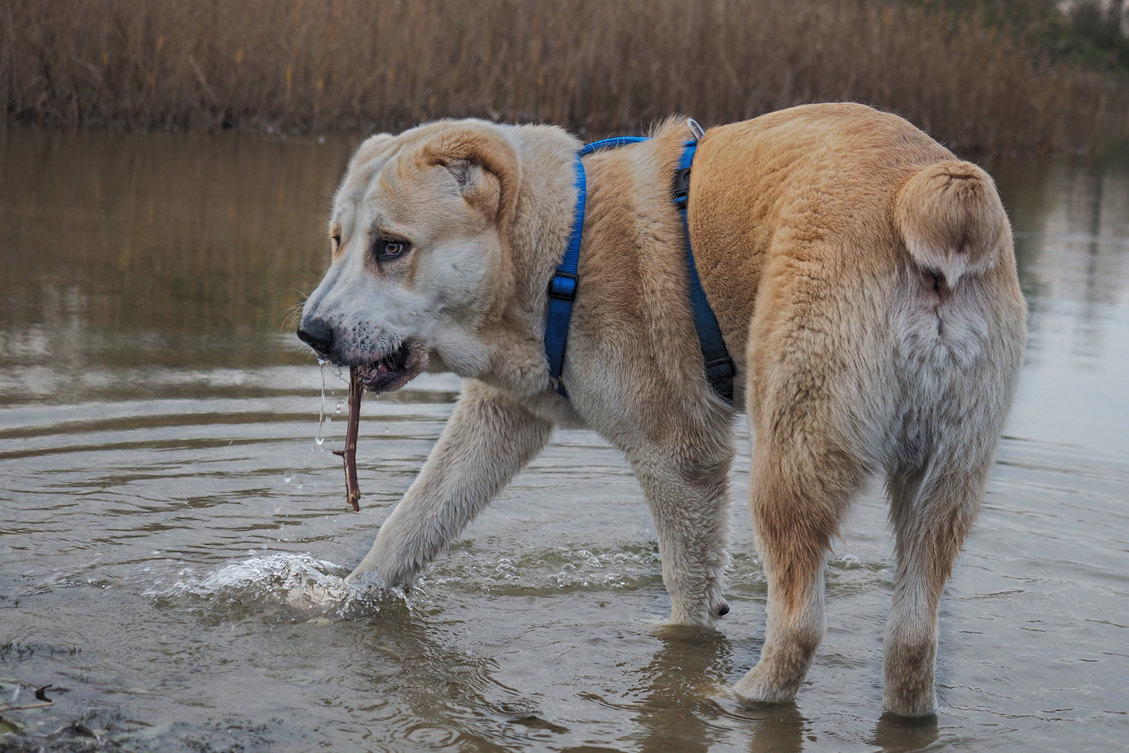 Cujo...