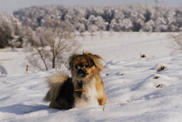 Cukis erster Schnee (Serie 2003) 1