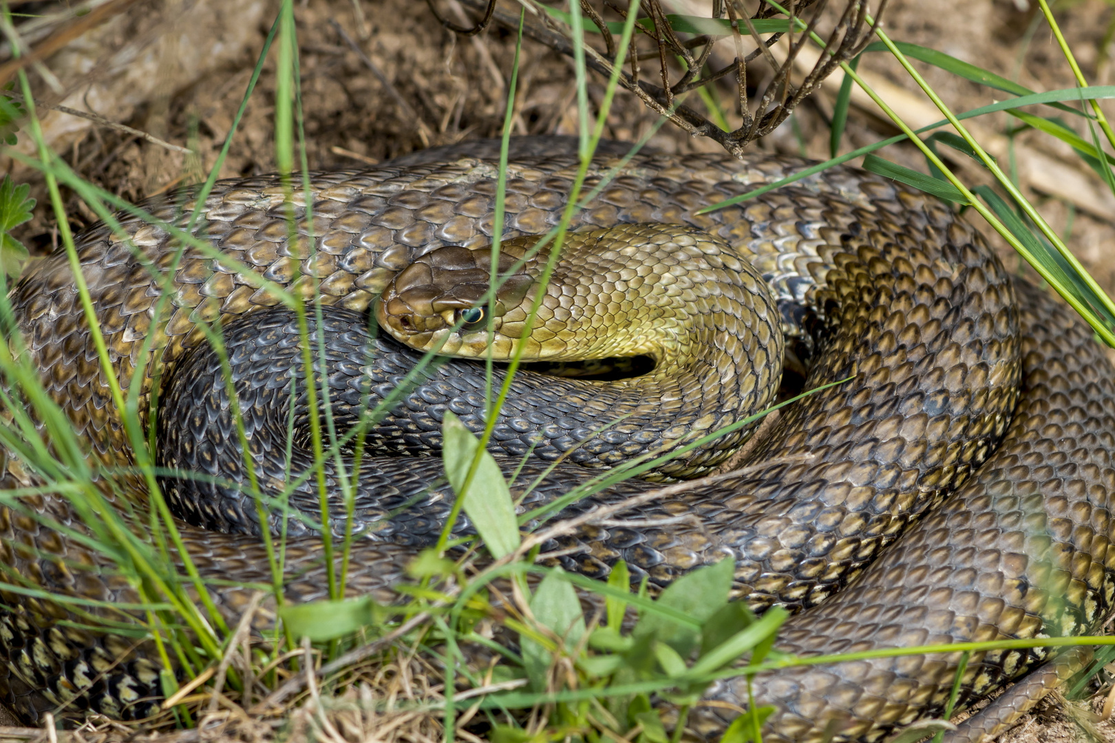 Culebra Bastarda.