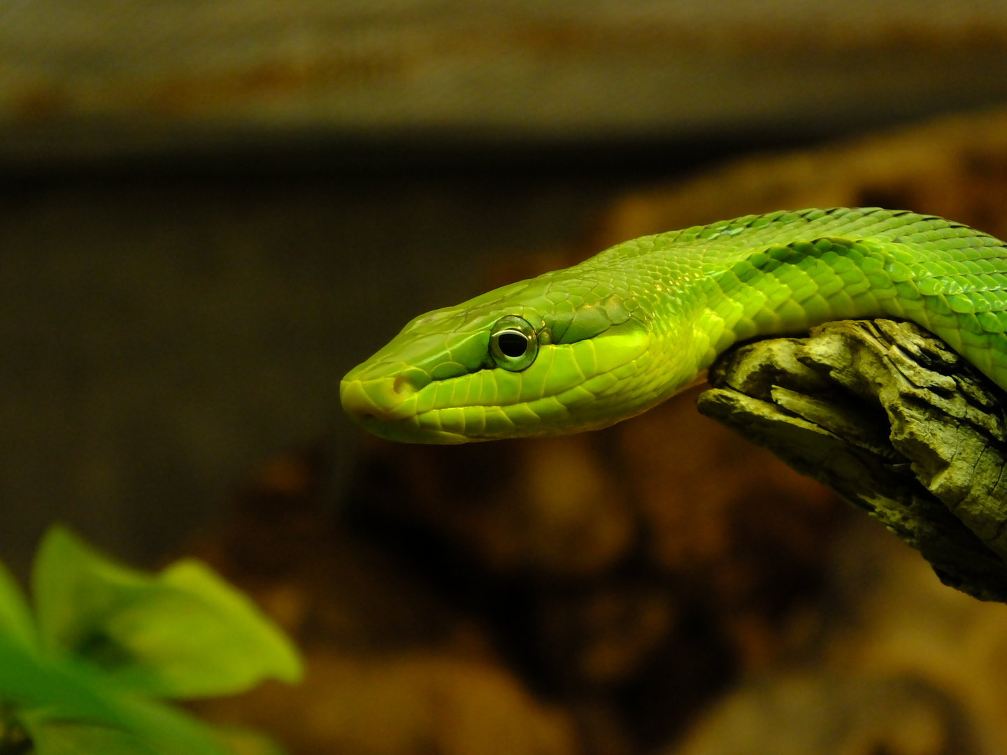 culebra verde