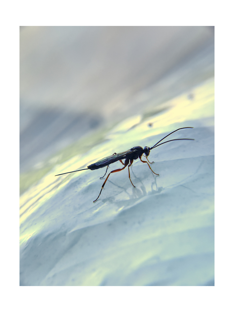 Culex pipiens Foto & Bild gamta, vabzdžiai, natur Bilder auf