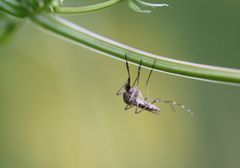 Culiseta annulata - die Ringelmücke...