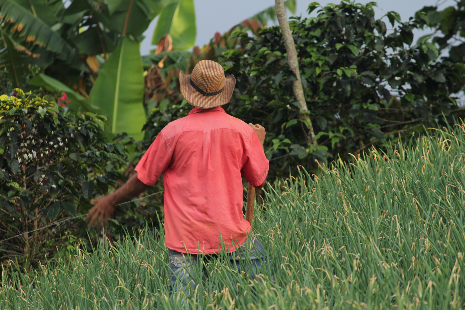 Cultivador de Cebolla 