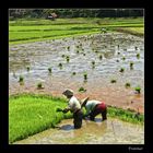 Cultivando arroz a pleno sol