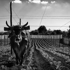 cultivating famous cuban tabacco