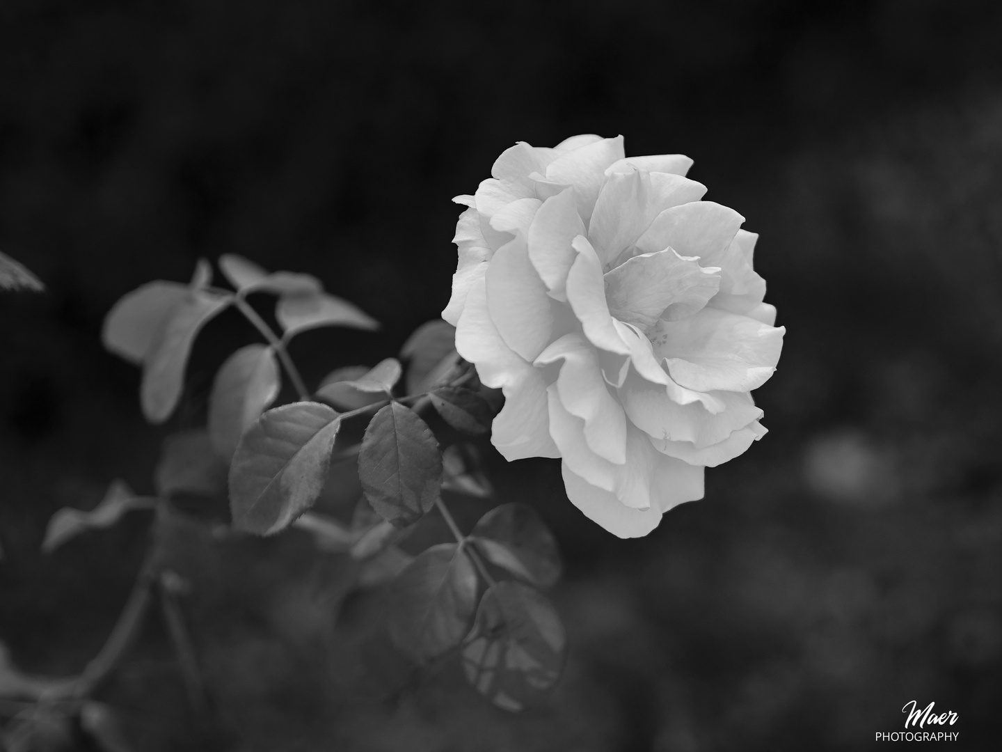 Cultivo una rosa blanca.