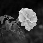 Cultivo una rosa blanca.