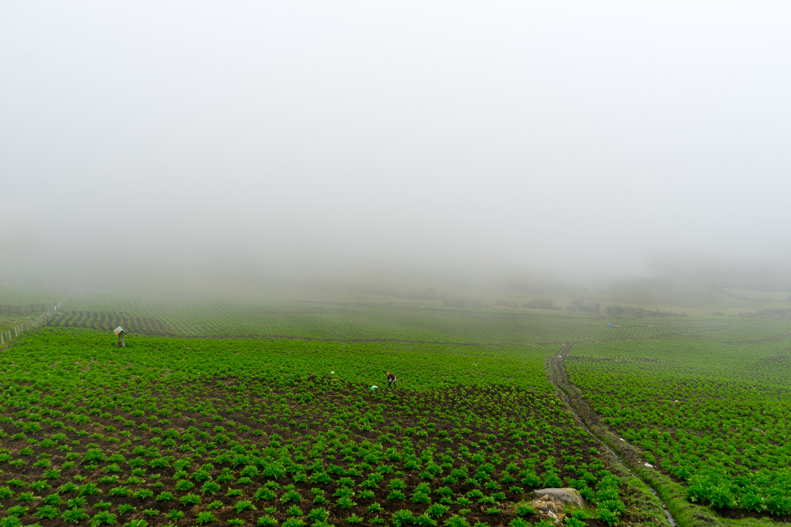 Cultivos en el paramo