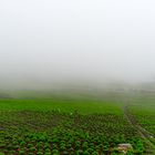 Cultivos en el paramo