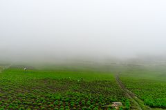 Cultivos en el paramo