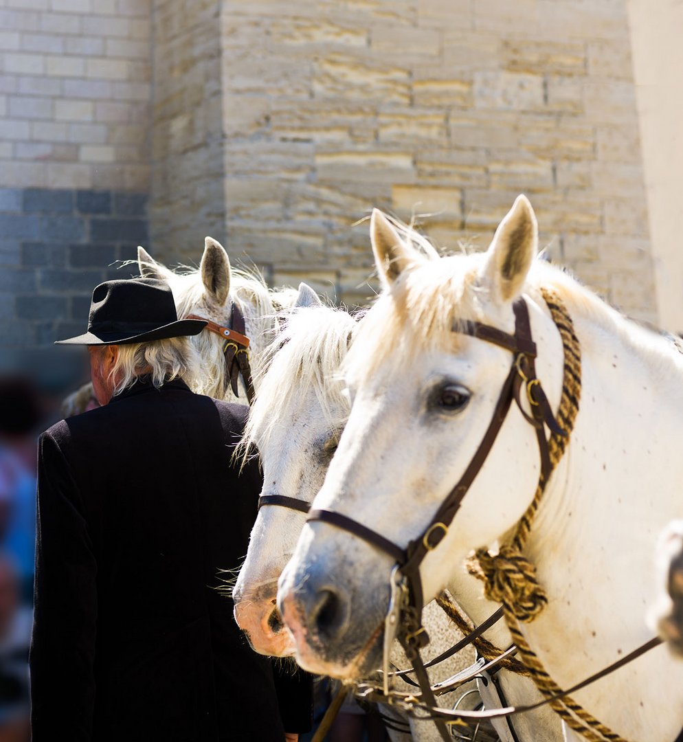 culture Camarguaise