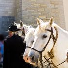 culture Camarguaise