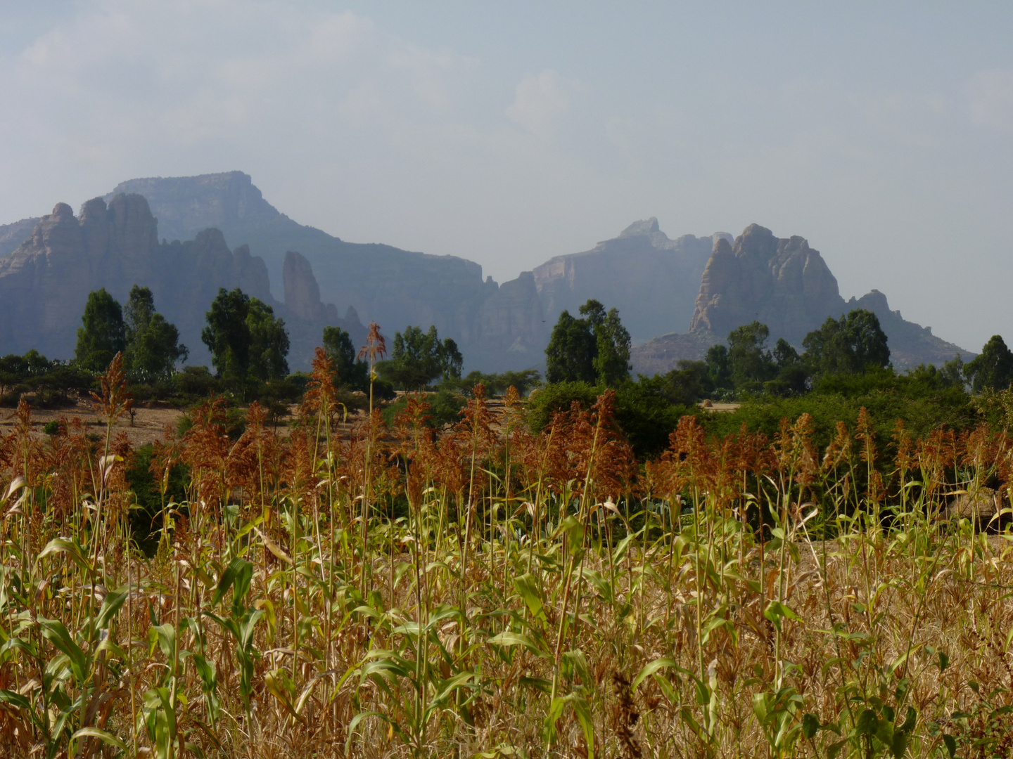 culture de teff