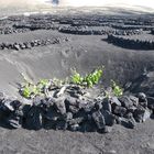 culture de vigne à lanzarote