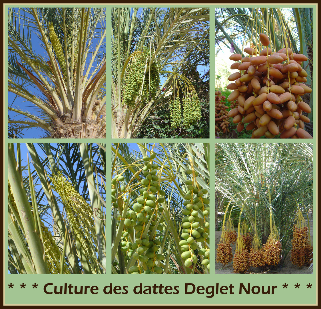 Culture des dattes Deglet Nour