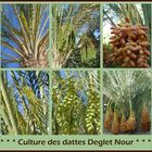 Culture des dattes Deglet Nour