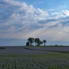 culture du lin en Normandie