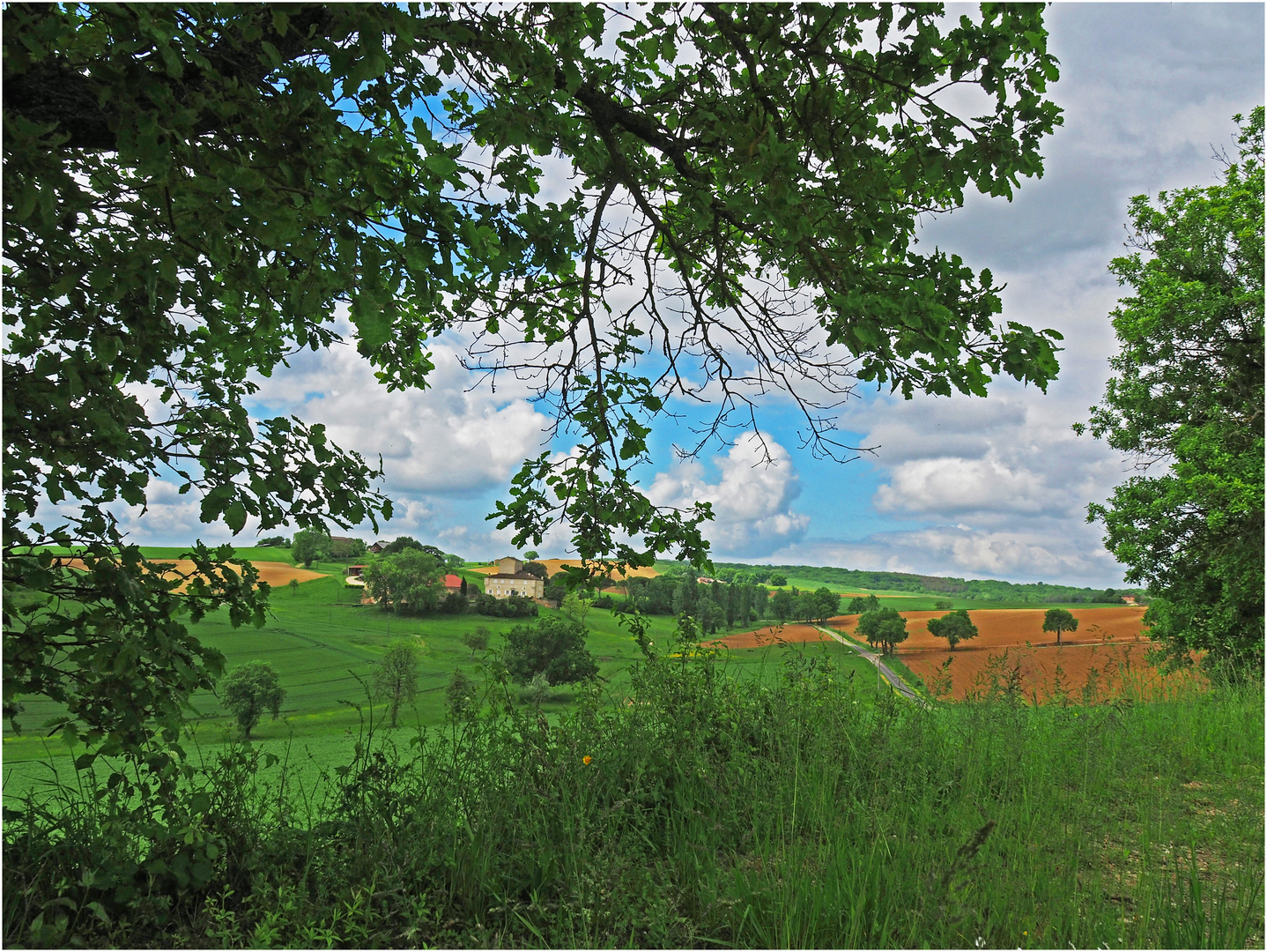 Cultures sur les Collines du Gers	