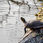 Cumberland-Schmuckschildkröte...