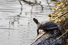 Cumberland-Schmuckschildkröte...