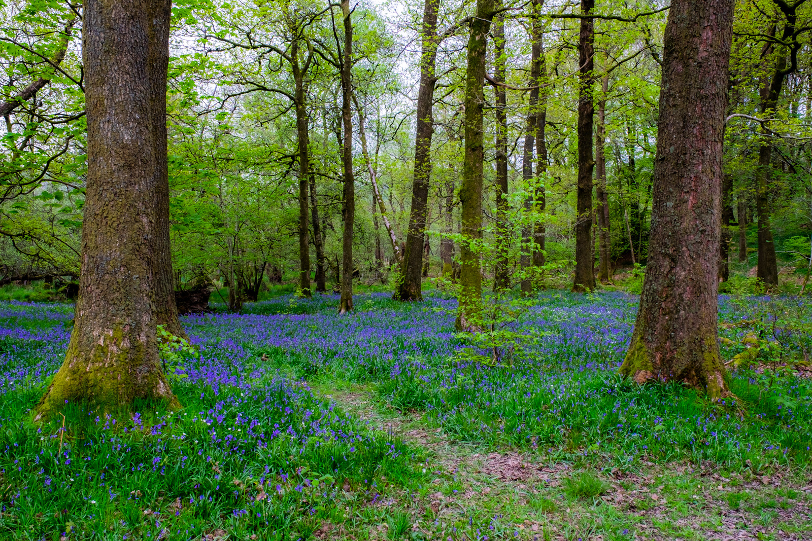 "Cumbrias Bluebells"