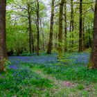 "Cumbrias Bluebells"