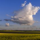 Cumulonimbus im Abendlicht