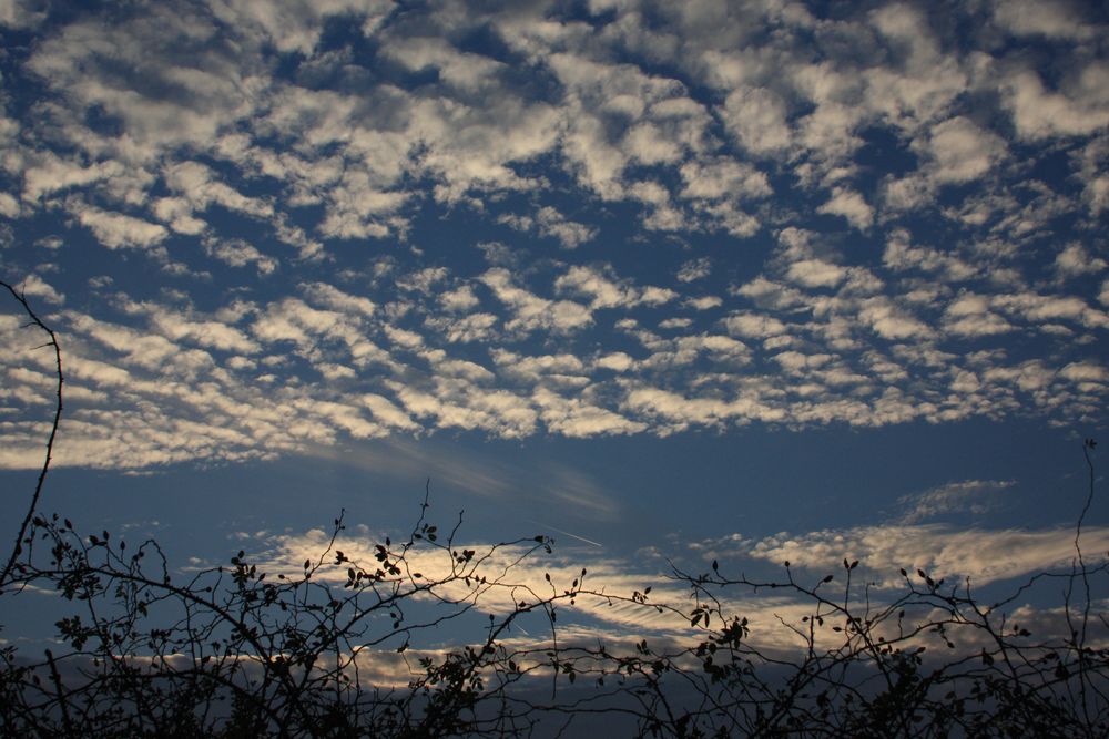 Cumulus