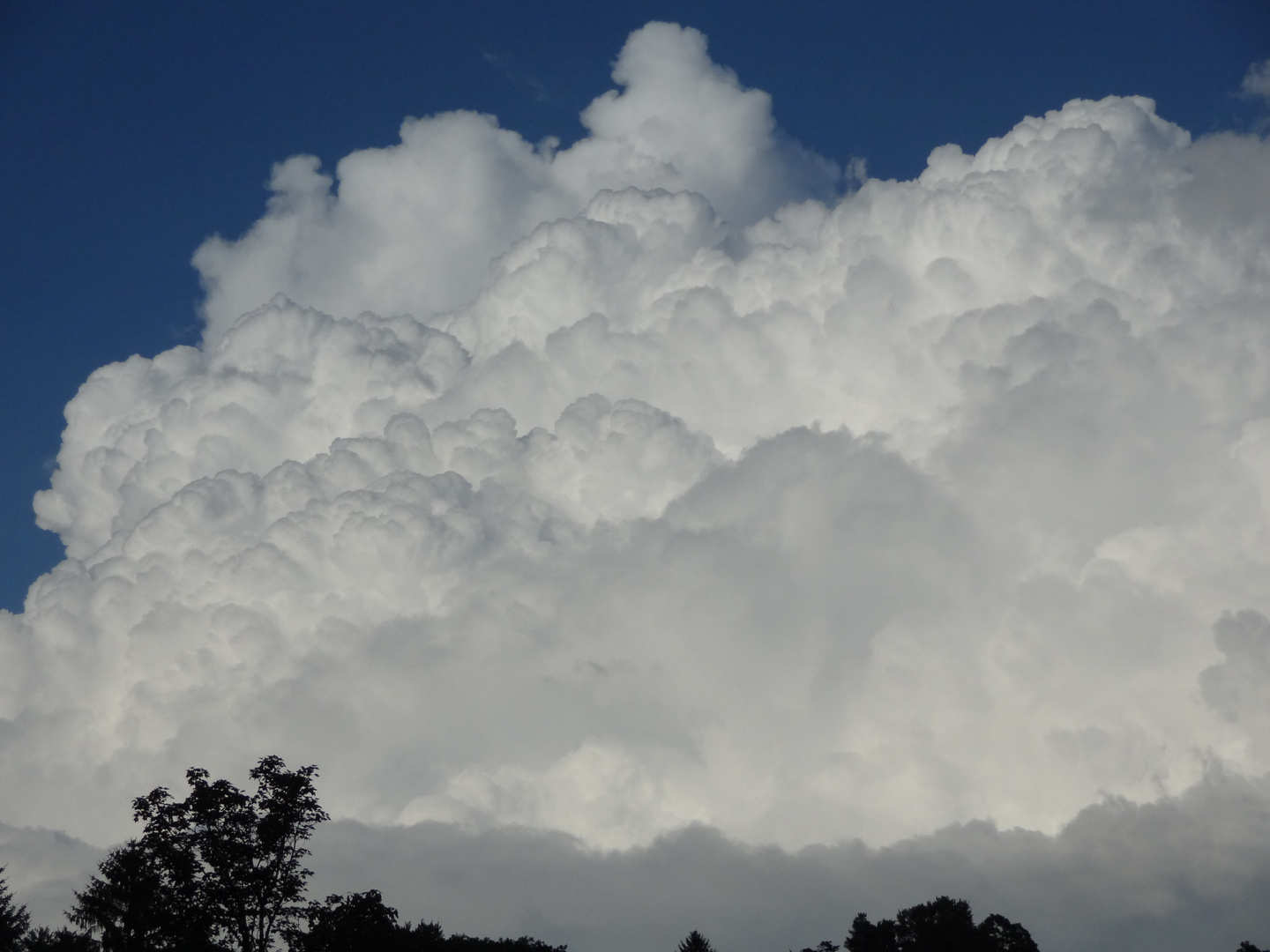 Cumulus congestus