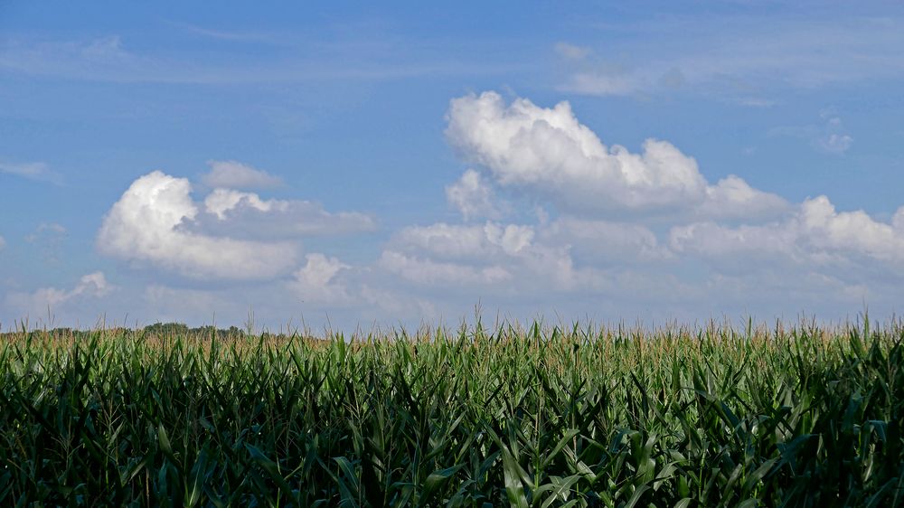 Cumulus über dem Maisfeld