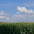 Cumulus über dem Maisfeld