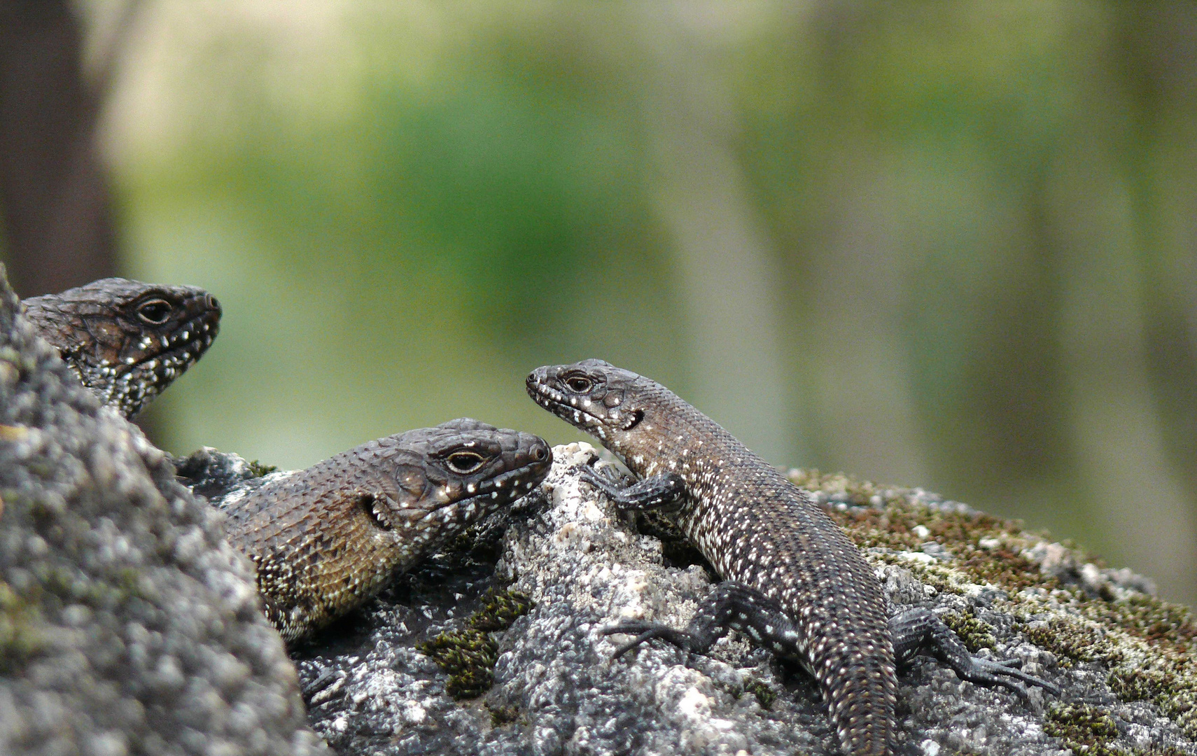 Cunningham Skink Familie