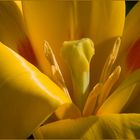 Cuor di tulipano